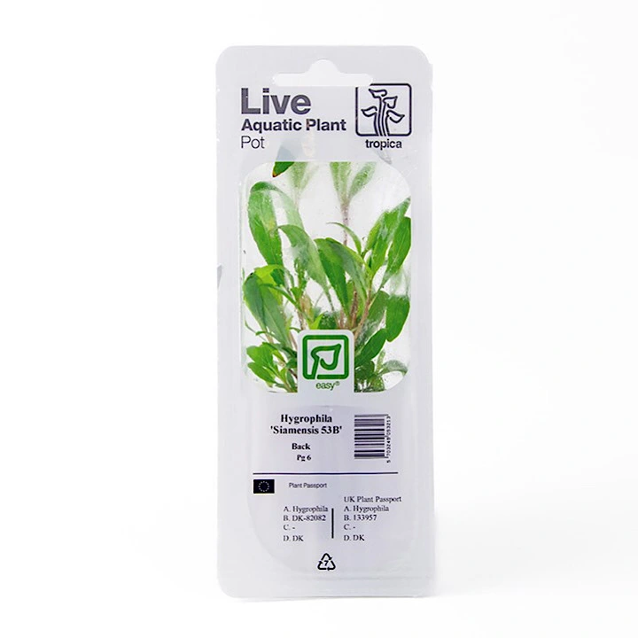 Tropica PCS Pot Hygrophila Siamensis 53B x 3
